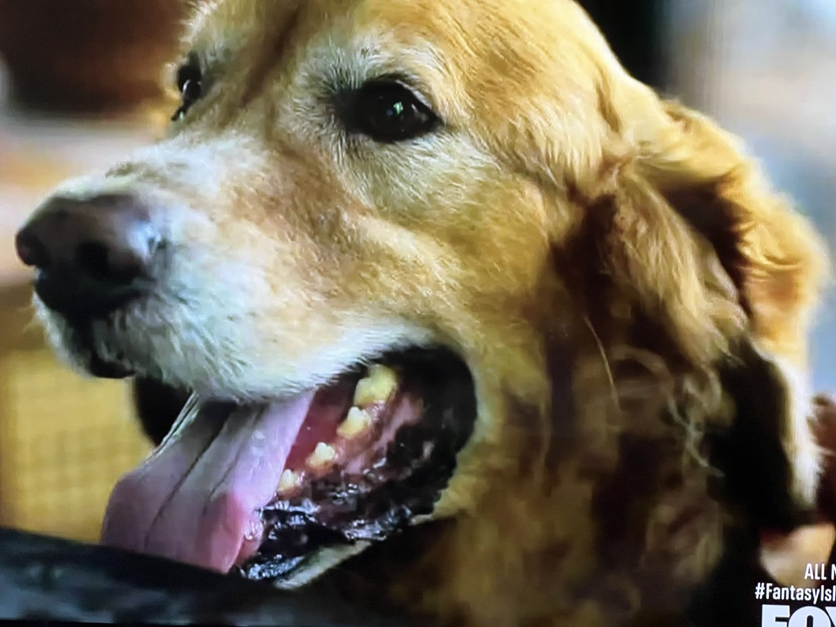 LindaofNote's tweet photo. @MackenzieAstin I’m watching your episode of Fantasy Island right now. Your character looks like your brother’s dog, Flip!! #ripflip 💔 https://t.co/qHG5NudPqI