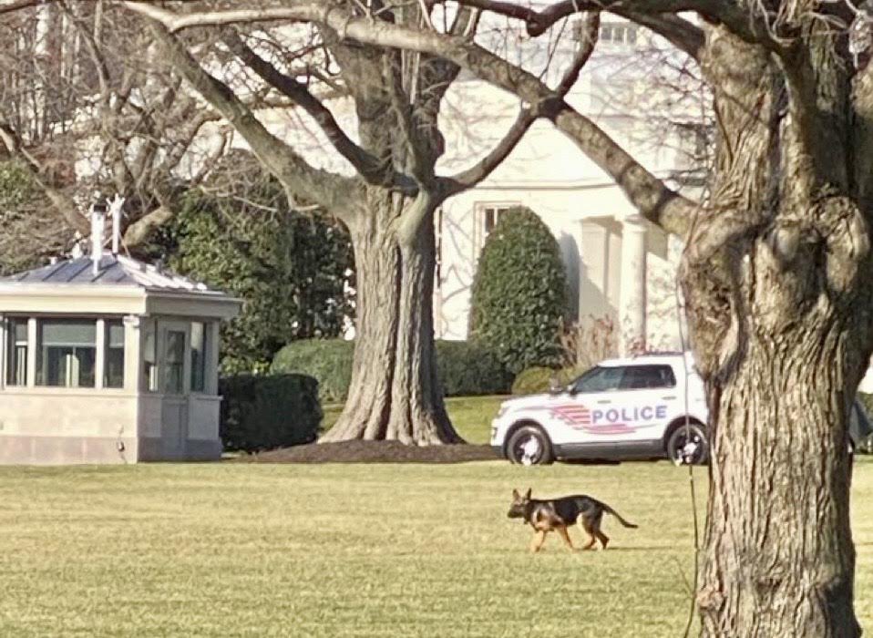 🐾🎄 I decided to spend the first pawrt of the day outside, exploring the WH grounds and meeting all of Poppet’s friends too. I am currently doing zoomies on the South Lawn, this is so much fun! I love being First Pup! Awouf! - Commander