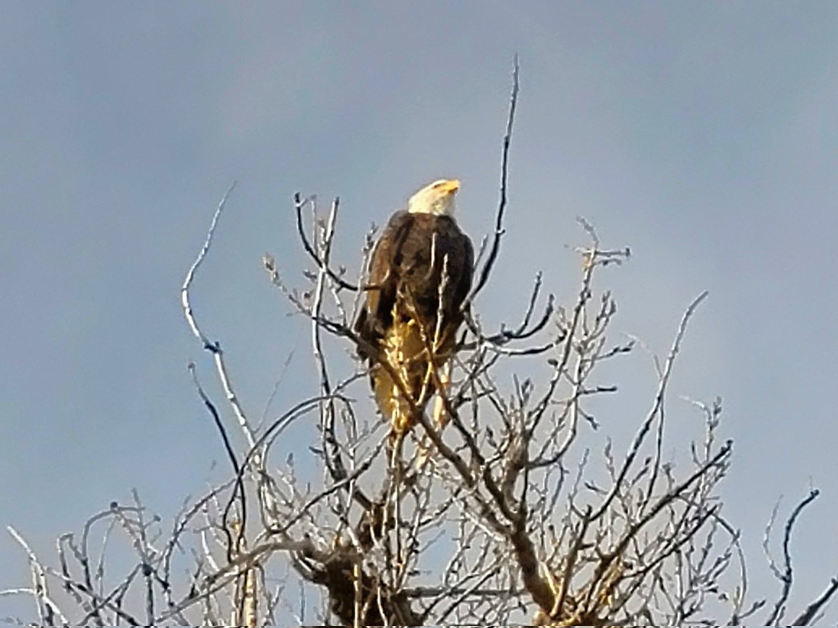 FeverCityStudio's tweet photo. Christmas Eve Bald Eagle #Denver #Colorado https://t.co/CtM4GEc8RL