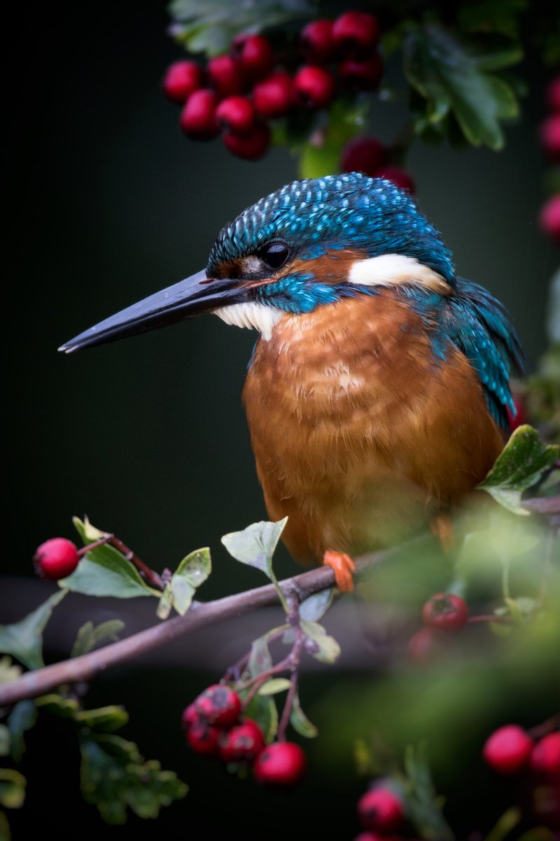 𝖢𝗅𝗈𝗌𝖾𝟤𝖱𝗂𝗏𝖾𝗋𝗌 tweet media