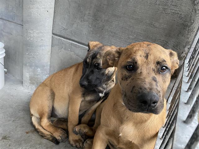 CutePetsLA's tweet photo. Hey. Female, brown and black Mastiff mix. About 4 months old. At the s… https://t.co/PlQQc4SKHo https://t.co/OONkZf2rhD