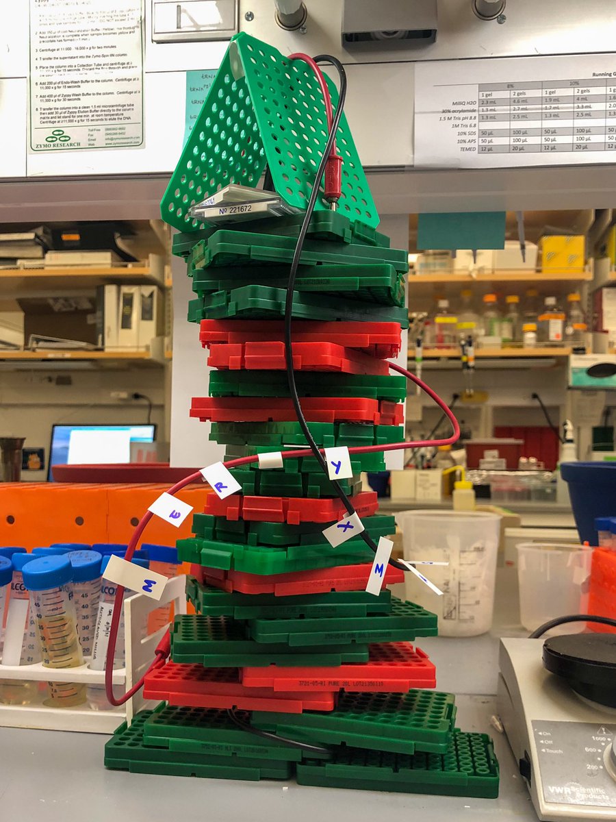 Happy holidays from the Cate lab! Christmas tree by the talented @chon_majumdar