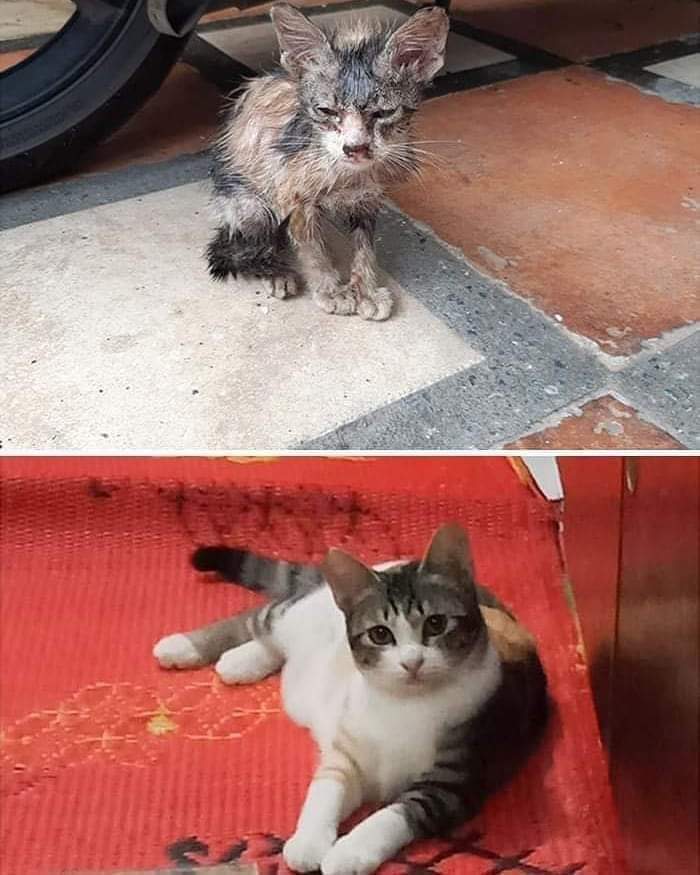 leamosuncuento's tweet photo. El antes y después de un gatito rescatado de las calles, como ven, Sergio, su ángel humano que lo adoptó, hizo un extraordinario trabajo. https://t.co/H6B9LYO7V8