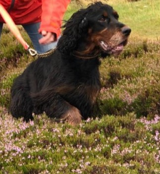 millypod1's tweet photo. 🆘24 DEC 2021. ROXI #Lost #ScanMe
OLDER Gordon Setter Female
Woods between #Witherslack & #PoolBank nr
North Lodge #LA11 nr Cartmel Fell
Whitbarrow National Nature Reserve
Wearing Green Fleece. Very skinny due to illness
☎️07967751188/ 01539552084
https://t.co/WdcZQ7H64U https://t.co/j1Zy76Vlyo