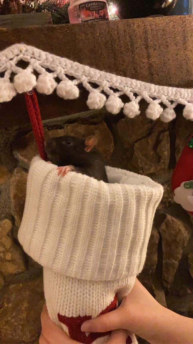 Top_Bush's tweet photo. @SheRatesRats This is Salem! https://t.co/tQMXmleLSu