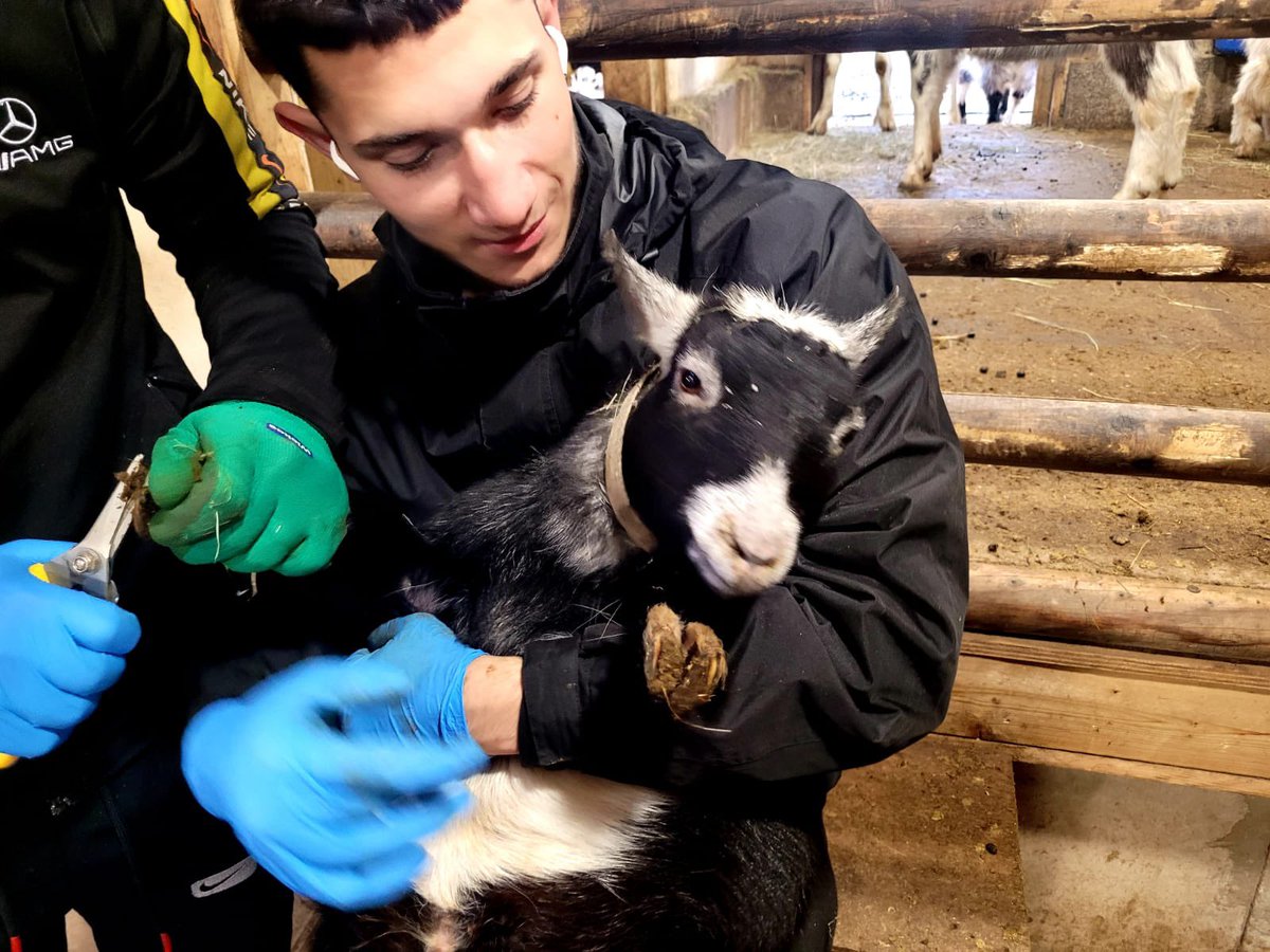 CATCHLeeds's tweet image. Christmas trimmings for our goats 🐐🐐🐐🐐. We now have a team of young people trained by @Westpoint_Vets to inspect &amp;amp; trim our goats hooves every month - this empowers our young volunteers to take ownership of the animal welfare &amp;amp; adds sustainability to our #EducationalFarm.