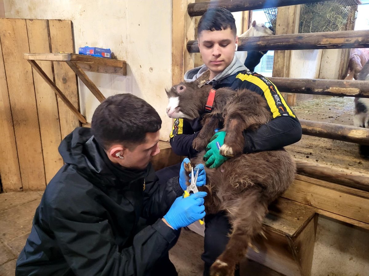 CATCHLeeds's tweet image. Christmas trimmings for our goats 🐐🐐🐐🐐. We now have a team of young people trained by @Westpoint_Vets to inspect &amp;amp; trim our goats hooves every month - this empowers our young volunteers to take ownership of the animal welfare &amp;amp; adds sustainability to our #EducationalFarm.