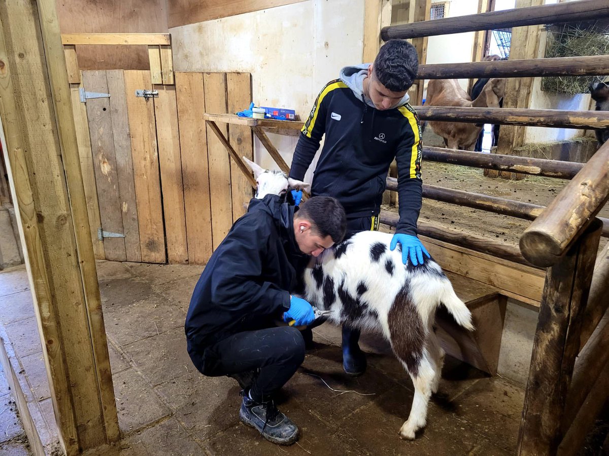 CATCHLeeds's tweet image. Christmas trimmings for our goats 🐐🐐🐐🐐. We now have a team of young people trained by @Westpoint_Vets to inspect &amp;amp; trim our goats hooves every month - this empowers our young volunteers to take ownership of the animal welfare &amp;amp; adds sustainability to our #EducationalFarm.
