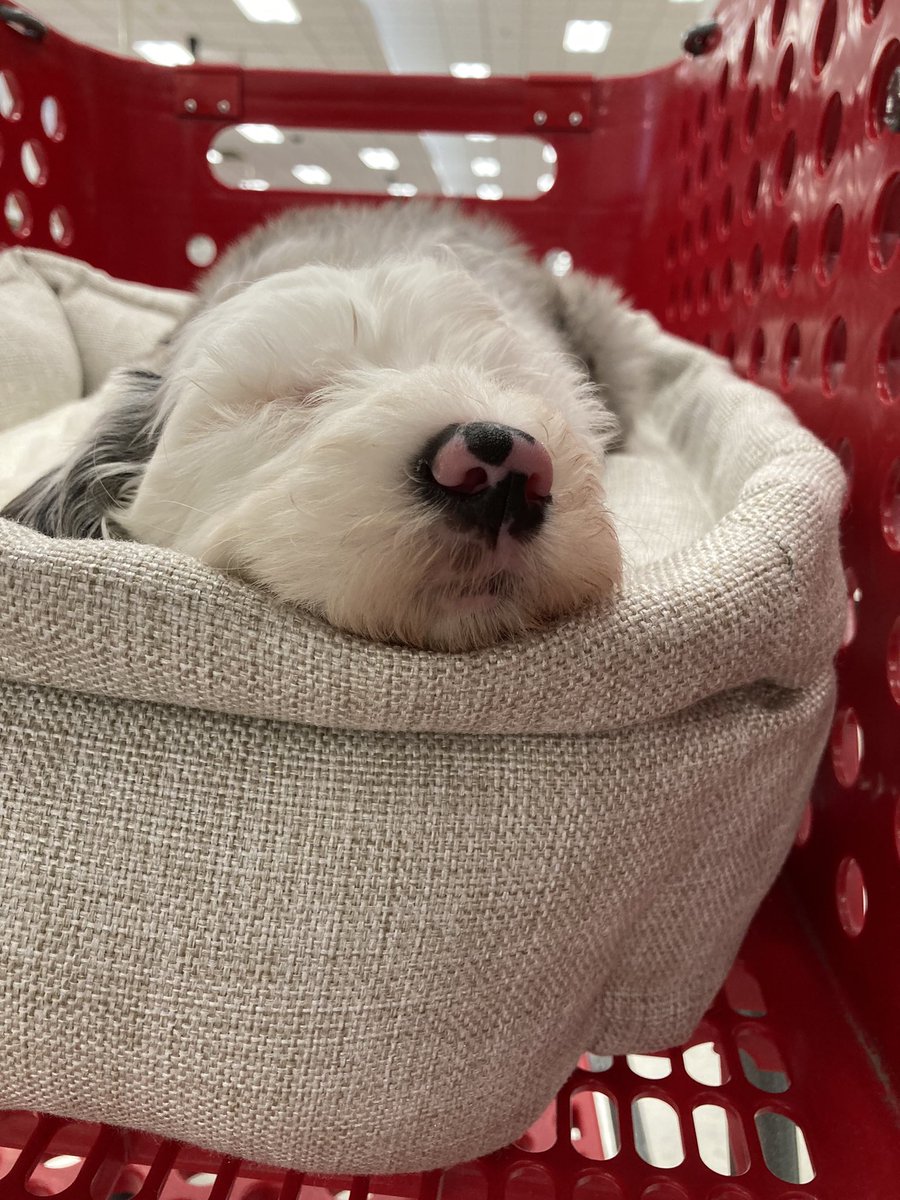 Oliver got a new little sister. She’s partially blind so he’s going to be a good big brother &amp; guide her as she grows up 😍