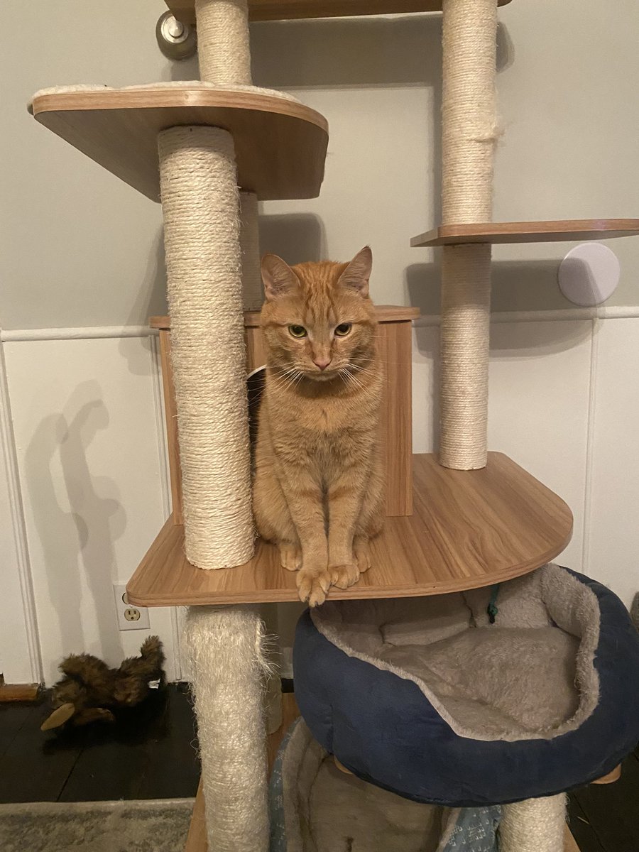 elton the cat tweet media