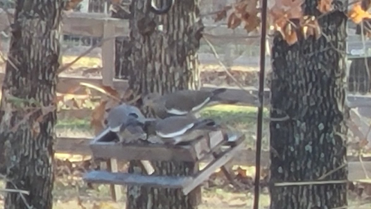 Back40SignzTX's tweet photo. Welp.... the Doves are having their X-mas party! Guess the new food is a hit 🙂 https://t.co/Oe9xXOxaAg