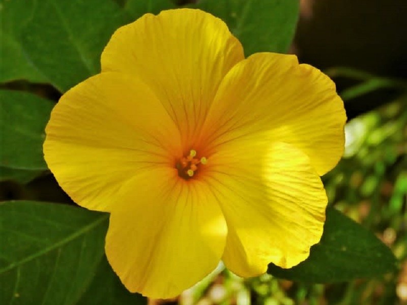 雲南月光花 Twitter Search Twitter