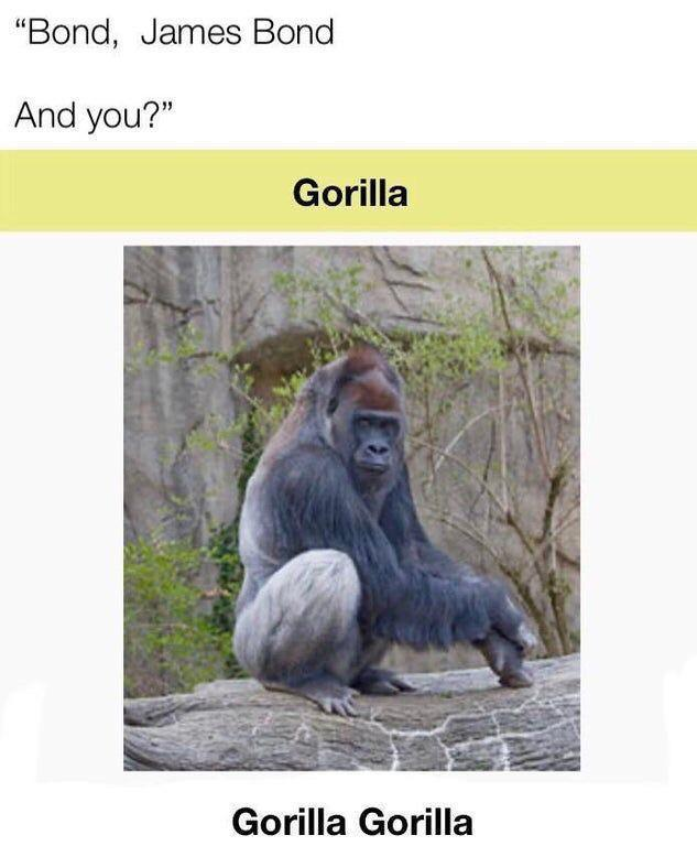 PrimatesDaily's tweet photo. Gorilla Gorilla https://t.co/q7LBvPx8Vb