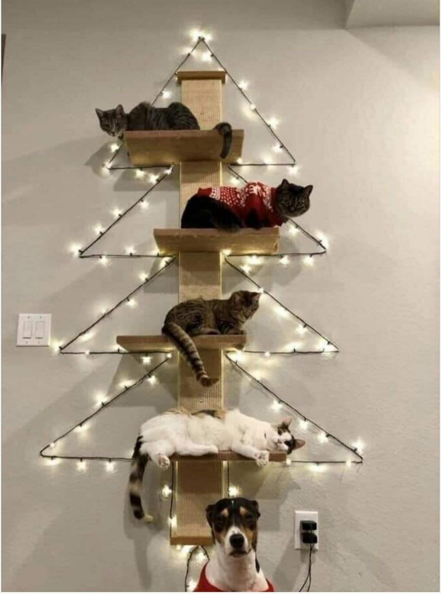 PjInsana's tweet photo. Have yourself a furry little Christmas.🎄 

#Christmas #cats #CatsOnTwitter #ChristmasTree #WritingCommunity #MerryChristmas https://t.co/t2Ax1SWT8p