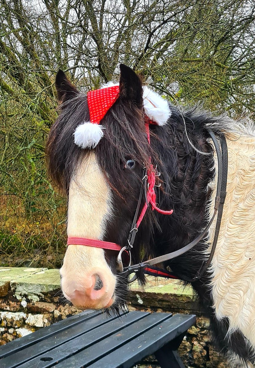stonetrail's tweet photo. Festive Pub rides with Stonetrail https://t.co/qIcL6p77c9