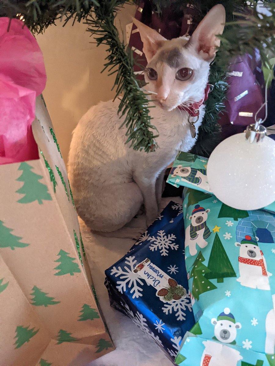 PlightInflight's tweet image. Sheba says Merry Christmas!