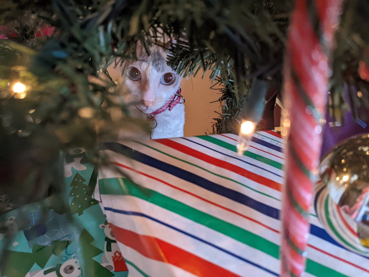 PlightInflight's tweet image. Sheba says Merry Christmas!