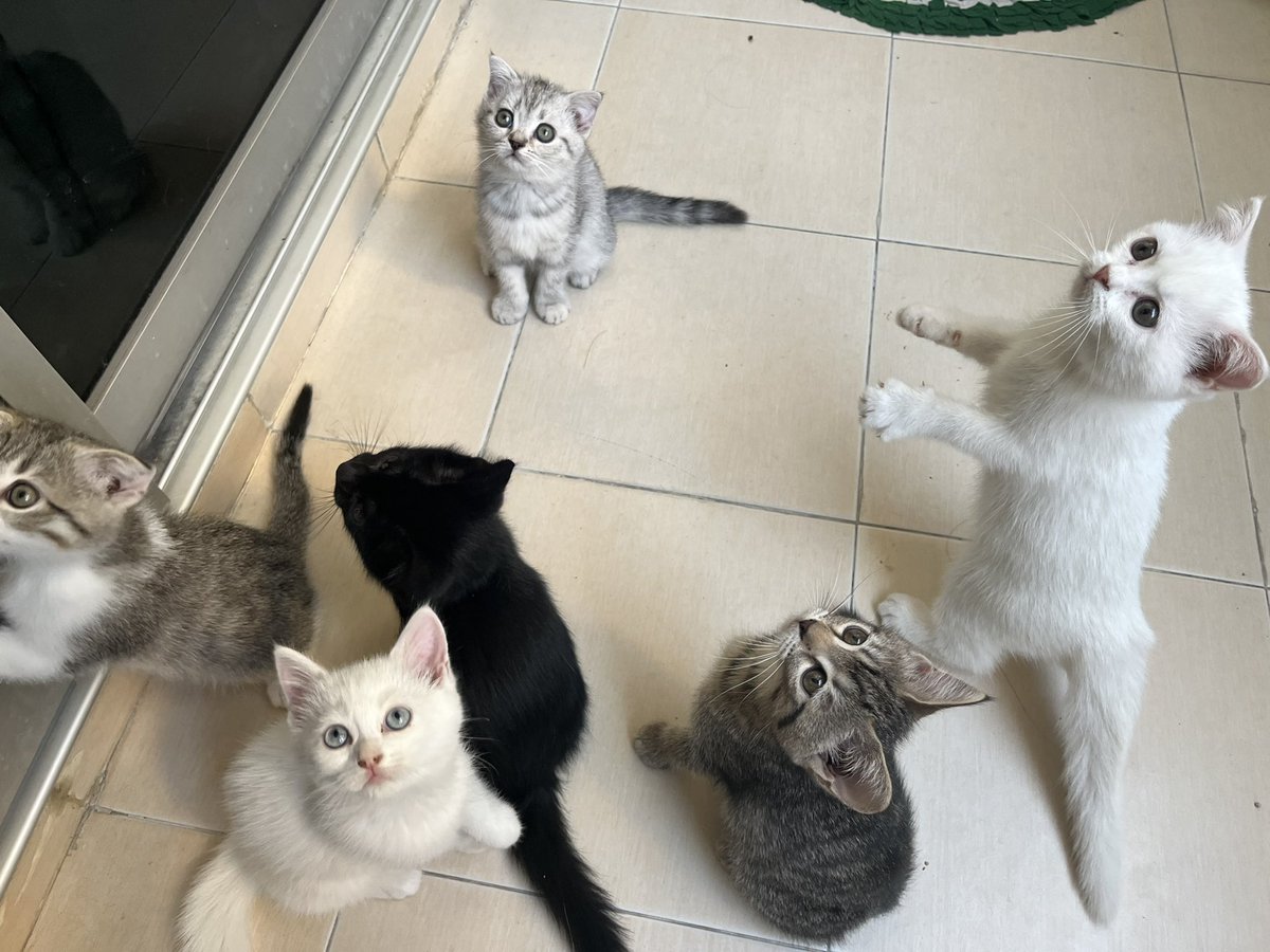 แมวน้อยขี้เซา 😺😸 tweet media