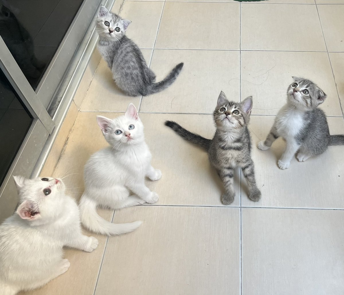แมวน้อยขี้เซา 😺😸 tweet media