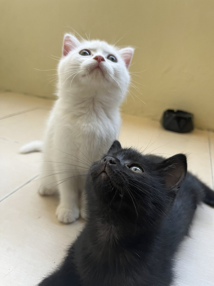 แมวน้อยขี้เซา 😺😸 tweet media