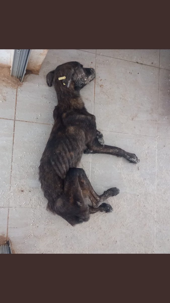 Öve öve bitiremediğiniz, her sıkıştığınızda göndermeye çalıştığınız “barınak” gerçeği bu işte. Vicdanına sor, o sana cevap verir.

#SokakHayvanlarıSahipsizDeğil