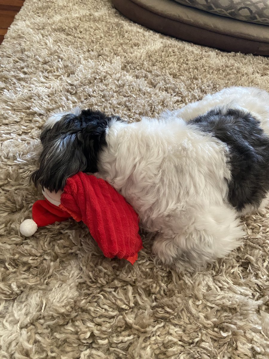 Drew_Burg's tweet photo. It’s Christmas Eve and nobody gets my Santa toy while I nap. https://t.co/J6R6Ww9qnb