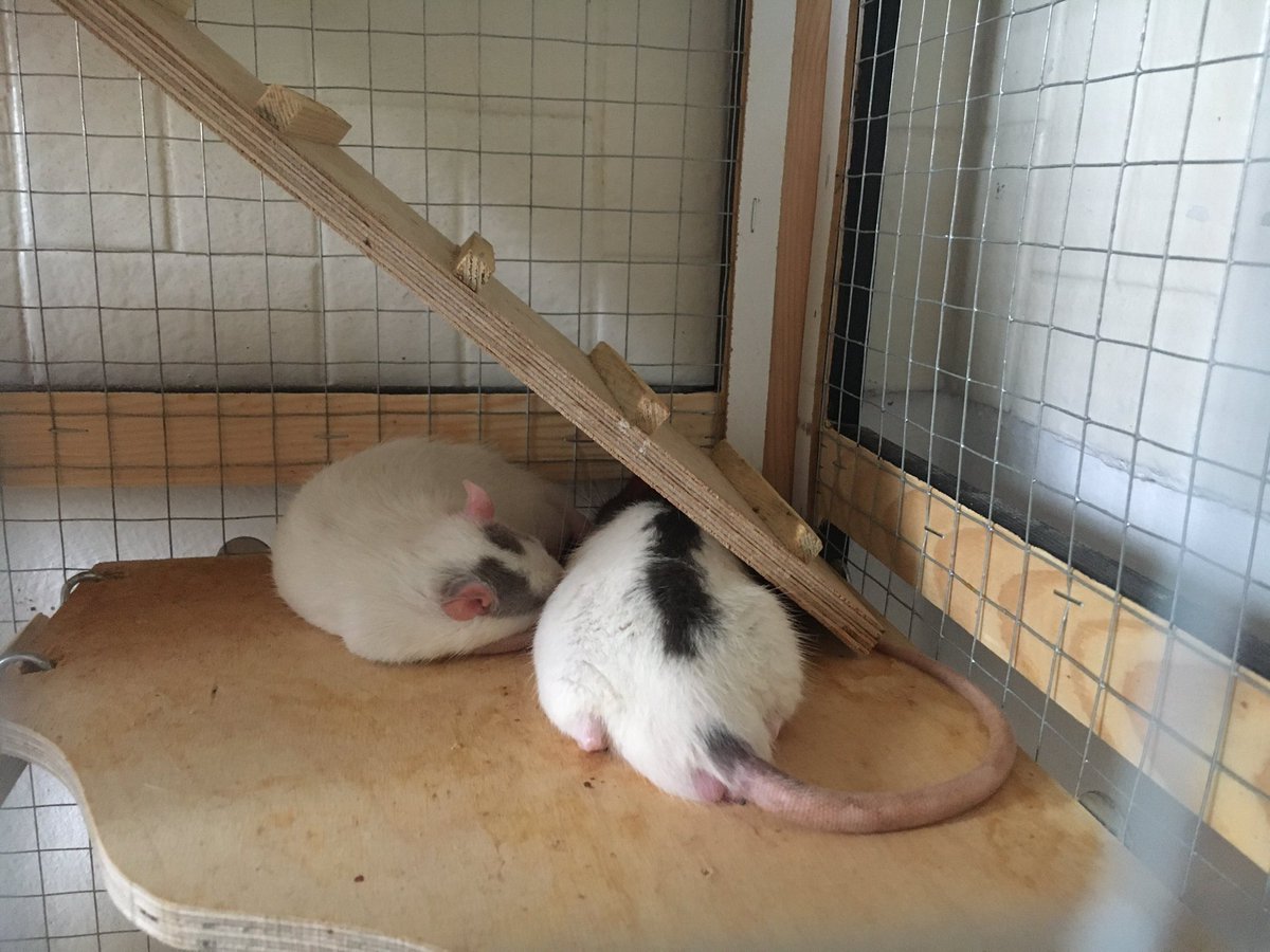 🦇 B(og W)itch 🦇 tweet media