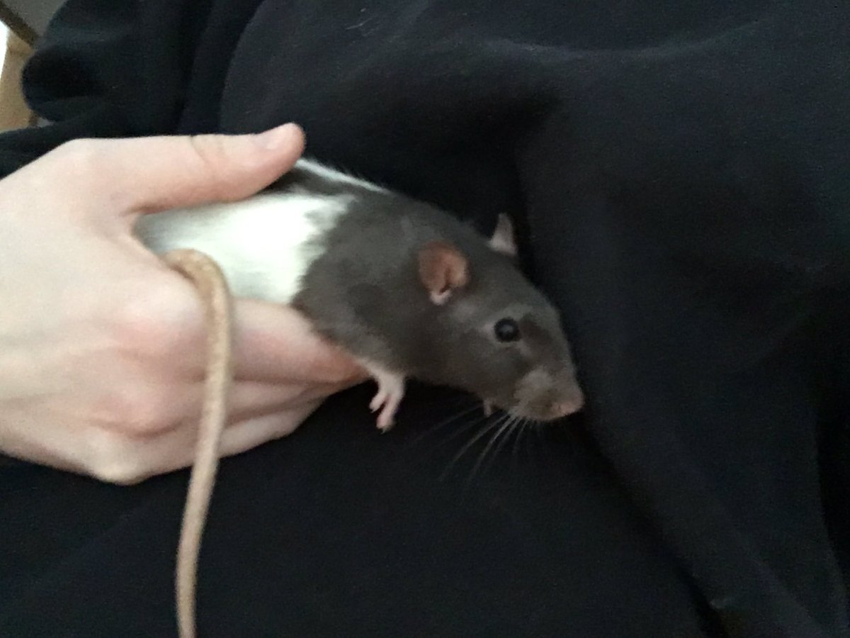 🦇 B(og W)itch 🦇 tweet media