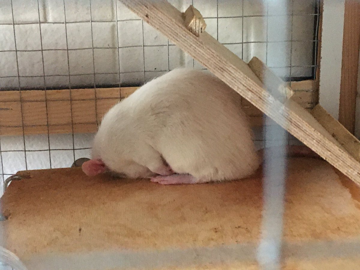 🦇 B(og W)itch 🦇 tweet media