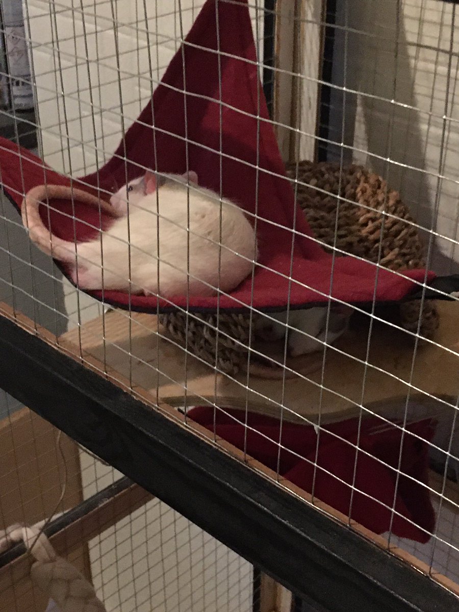 🦇 B(og W)itch 🦇 tweet media