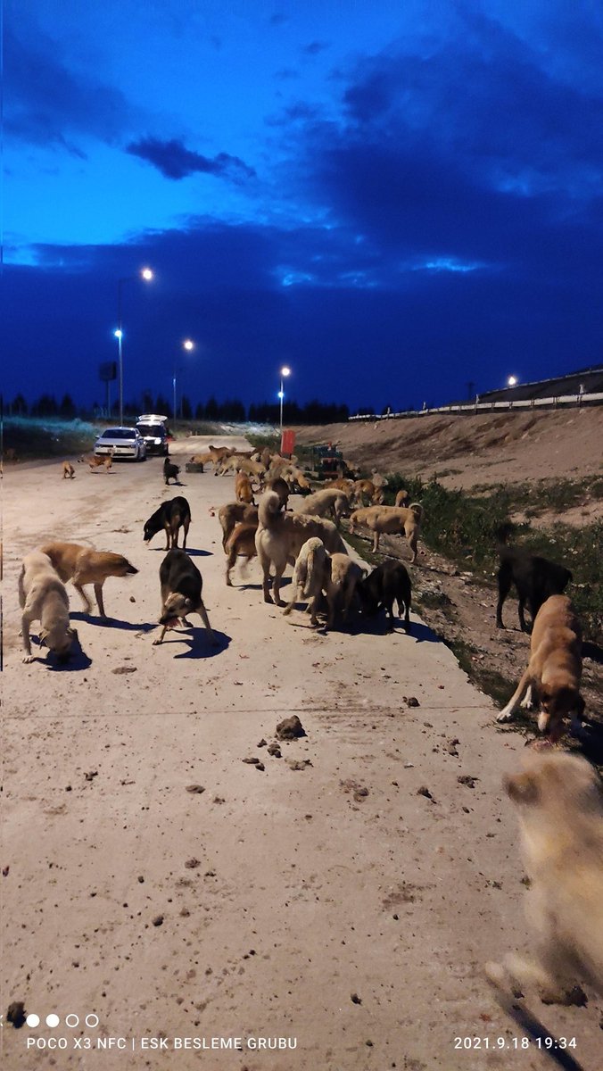 #SokakHayvanlarıSahipsizDeğil  olmayacak da...