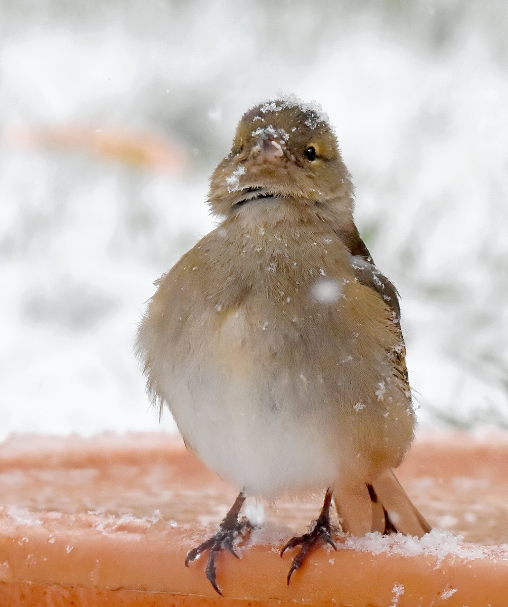 CarlBovisNature's tweet photo. Sometimes, all you need is a little Chaffinch enjoying snowflakes falling on her face, and everything seems right with the world... 🥰🐦😀 https://t.co/Fj3DW90J0q