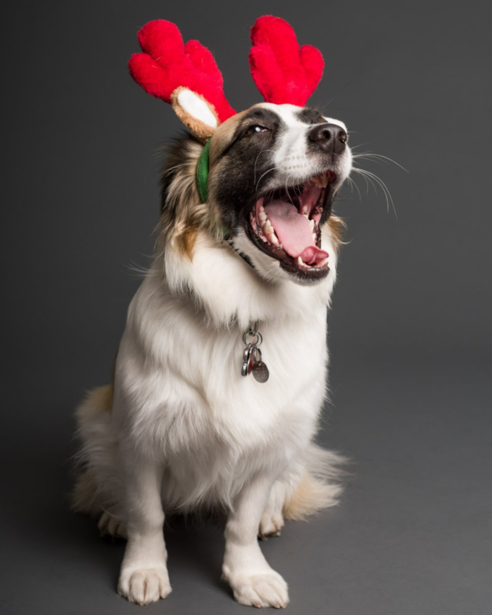 for_veterinary's tweet photo. When your spirit animal is actually just your dog with a lot of Christmas spirit. Happy holidays from #4TheAnimalsVetClinic! 🐶🎄🎅 #WeLoveOurPatients❤️ https://t.co/yxe9jY3bg7