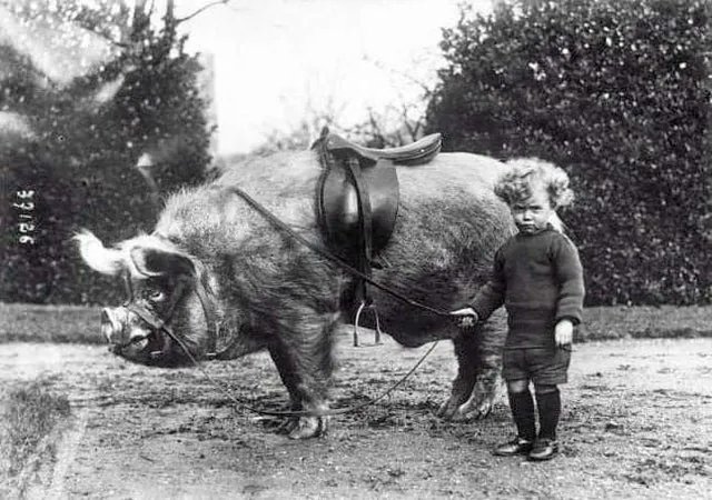 Historical Pics tweet media