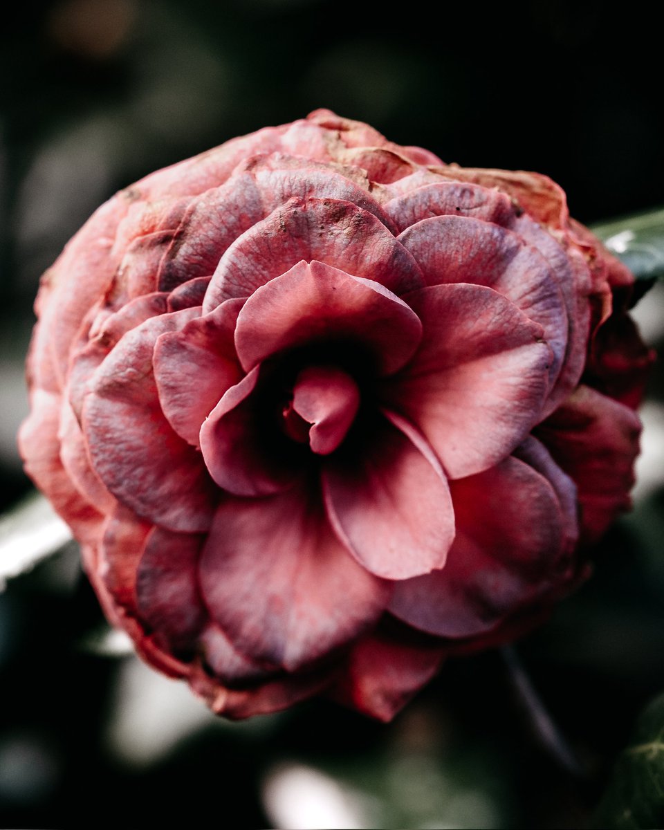 MarkGraysonPho1's tweet photo. Here you go. I picked you a flower! 😊
.
.
.
.
.
#flowers #nature #flower #love #photography #naturephotography #flowerstagram #garden #art #beautiful #plants #flowerphotography #summer #spring #macro #naturelovers #boktowergardens #natgeoyourshot #markgraysonphotography https://t.co/Dygzwd3pkl