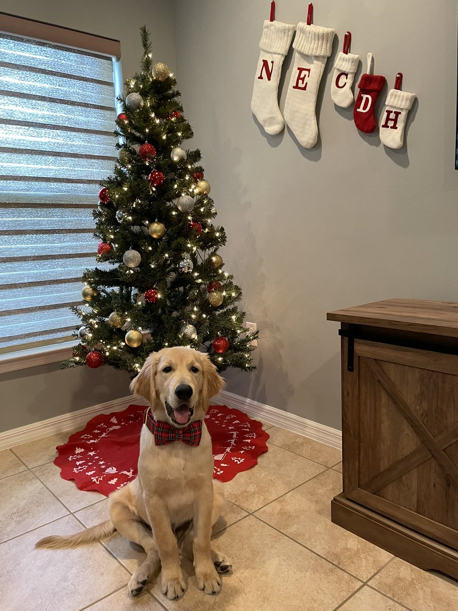 Draco wants to wish you all a great Holiday Season 🎄🎅🏼