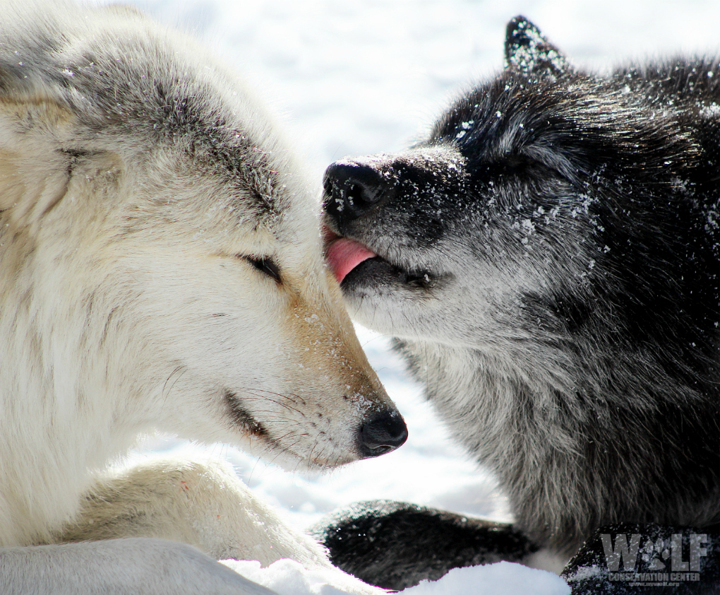 nywolforg's tweet photo. Peace on Earth 🐺 https://t.co/wWchIDpnYa