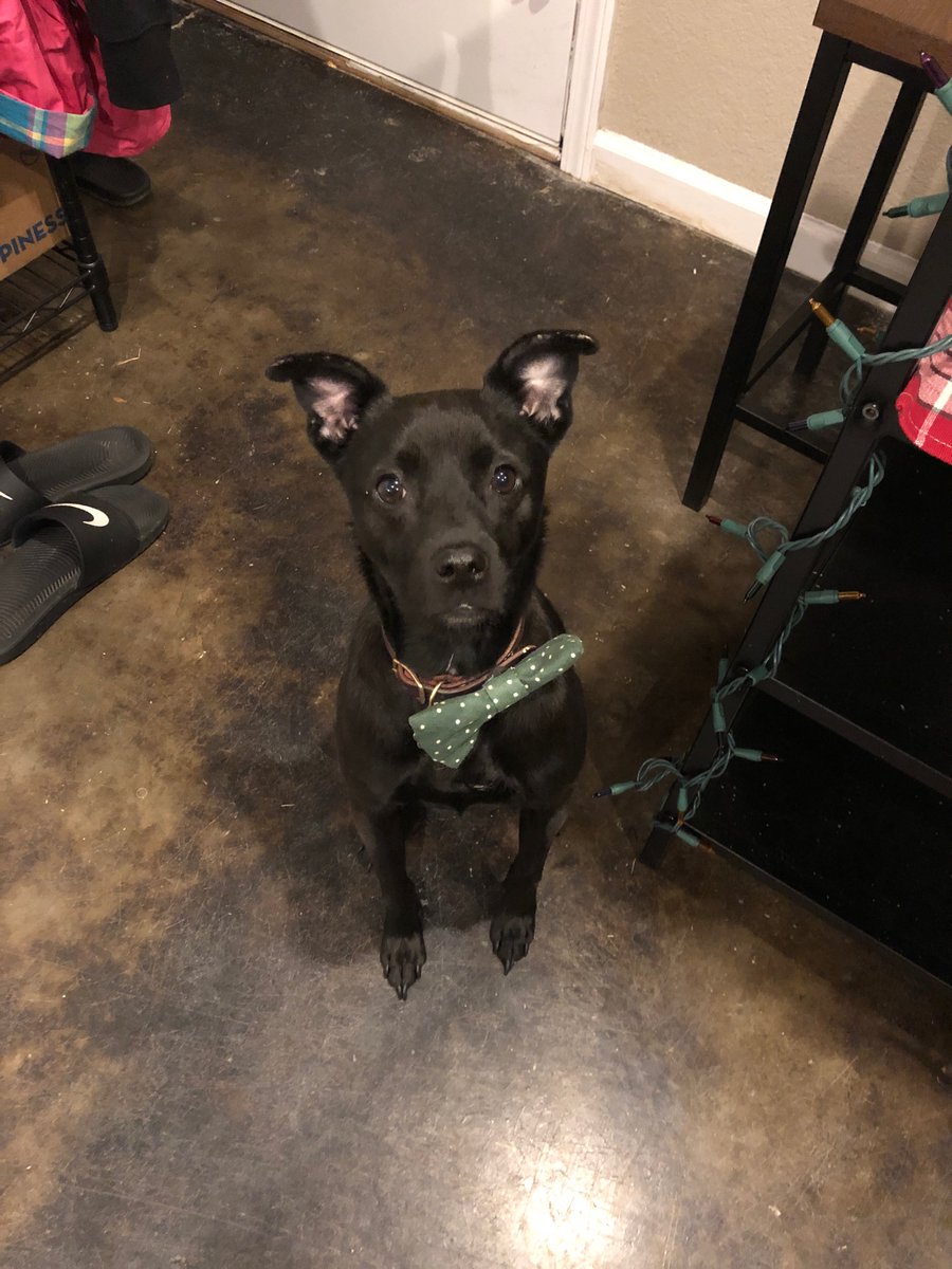 So, a handful of people already know this, but my dog has been preliminarily diagnosed with a degenerative neurological disorder. We found this out today, Christmas Eve. This is going to incur a lot of expenses, and, as such, I've decided to auction a piece that I've [1/3]