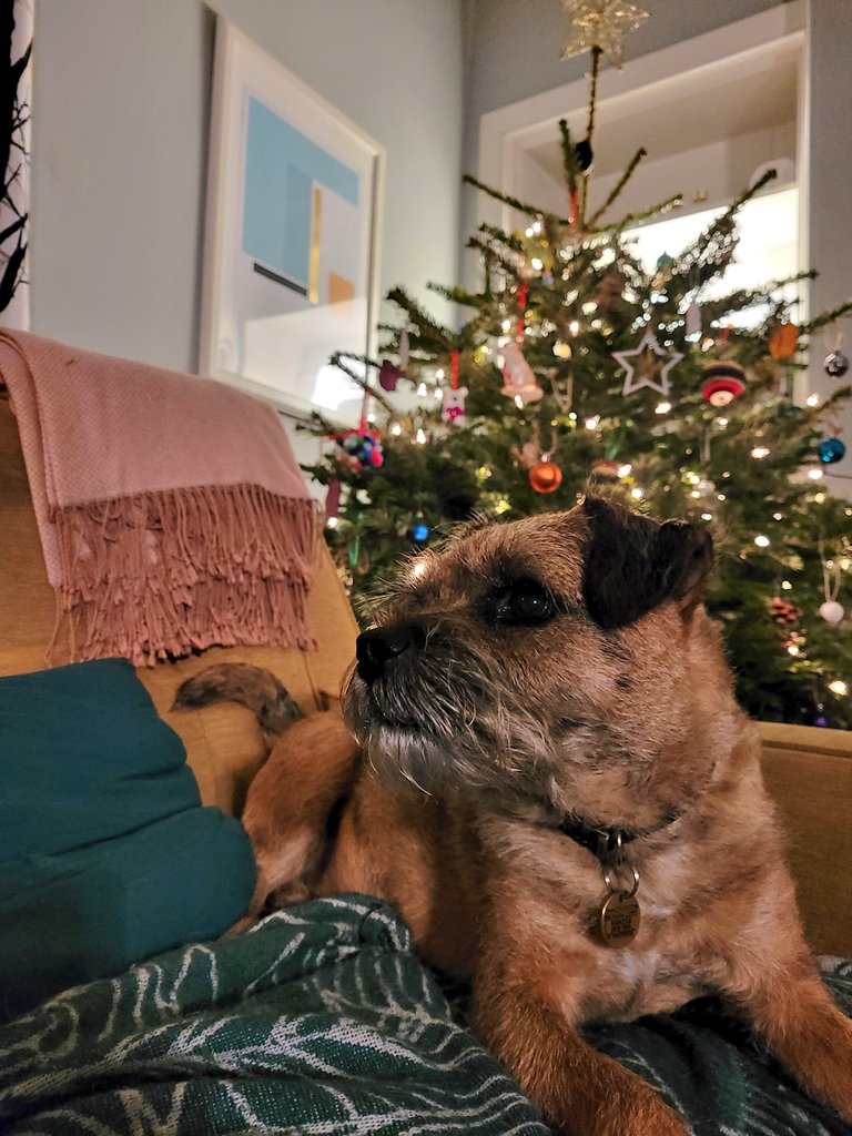 Dear Santa Paws, I promise i've been a good boy this year (Mum says this might not be completely true)  Please bring treats for me and all my BT pals🎅🐾❤Merry Christmas!🌲
#BTPosse