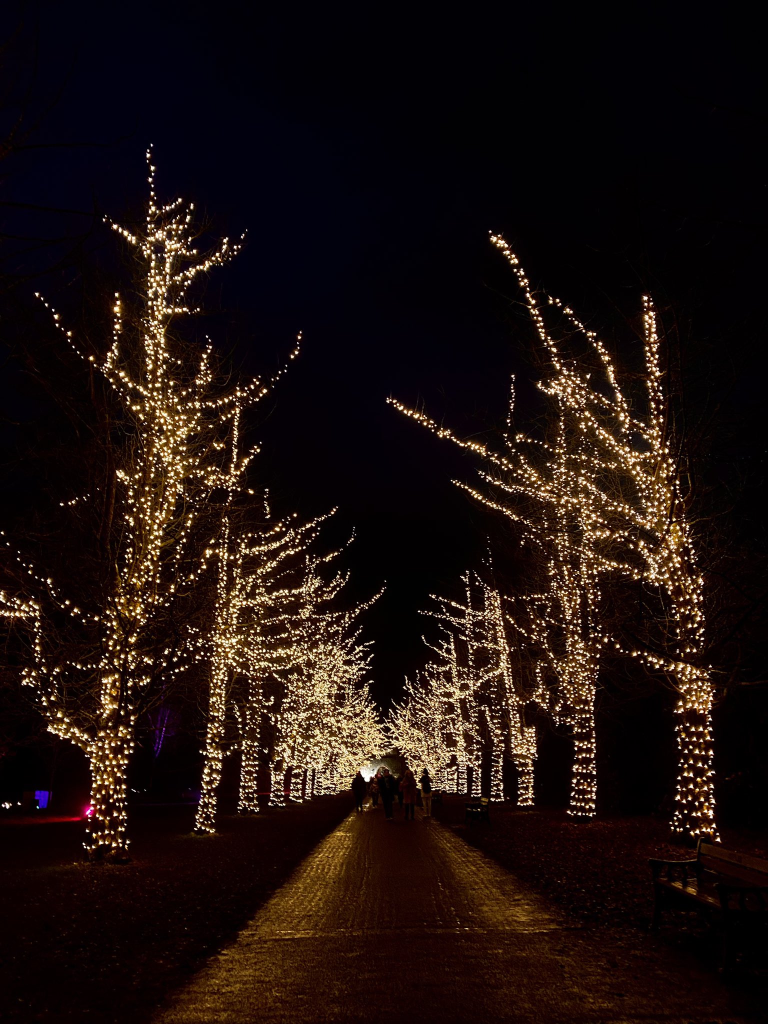Best Plac3s Near Cedar Falls For Christmas Lights 2022 Christmas At Bute Park (@Xmasatbutepark) / Twitter
