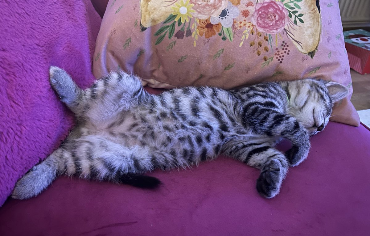 TheVicarageCat's tweet image. Meowzers!  Look at my spotty belly everypaw!