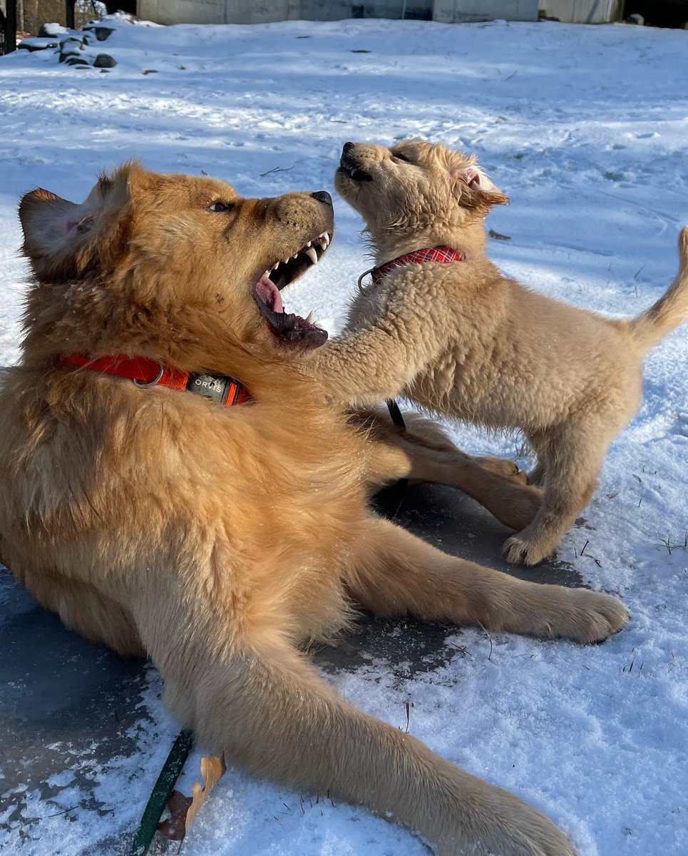 RedDogPetCare's tweet photo. Dear Santa, 

I would like a little brother for Christmas. 

Sincerely,

Brody

➡️ Swipe ➡️ 🎄🦮🐾🎁

(All gentle play I promise, Brody is the best new big brother ever)

📷: Brody and Cooper

#christmas #santa #doggo #dog #petsitting #dogwalking #dogwalker #pupper #furryfriend https://t.co/g6Tya0fSV6