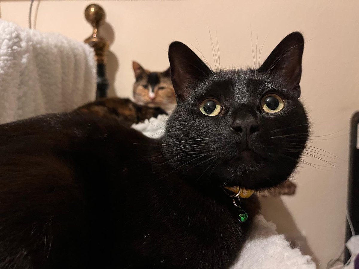 sweep_the_cat's tweet photo. ✨Christmas Eve✨
-
#christmas #christmaseve #december #catchristmas #catofinstagram #meowofinstagram #meowoftheday #meow #cat #blackcat #blackcatsarepawsome #pawsome #animals #catlover #catperson #adoptdontshop #batcat #sweepthecat #sweepthebatcat #minniethecat #sweepandminnie https://t.co/WgBQnehbqL