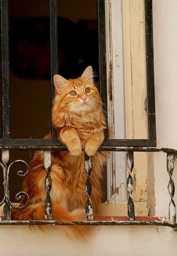 There is no greater gift than the love of a cat.

- Charles Dickens -