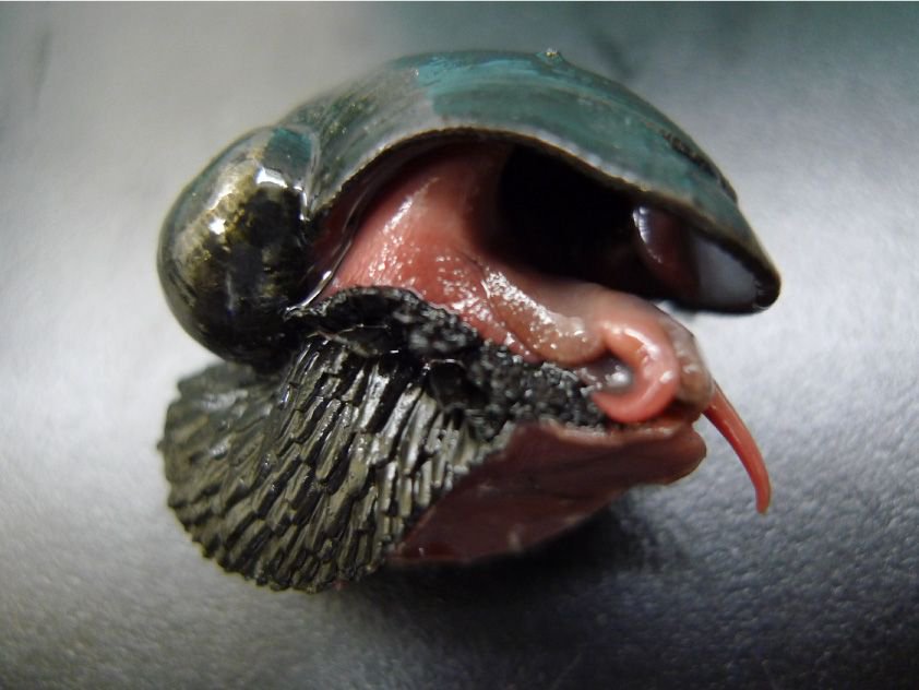 Weird_AnimaIs's tweet photo. The scaly-foot gastropod is a deep-sea snail which lives on hydrothermal vents & has iron-mineralised armour on its foot! https://t.co/dXKxfnaltW