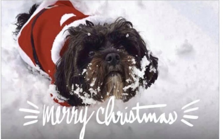 MitzeeCavapoo (@cavapoomitzee) on Twitter photo 