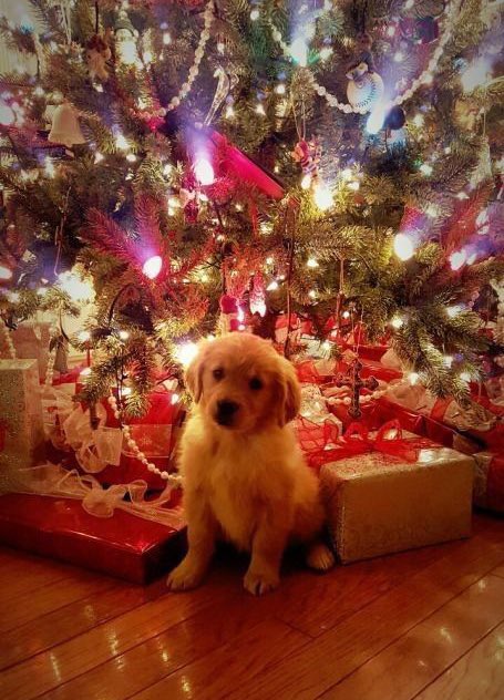 Ianaperritos's tweet photo. merry christmas ❤️🎄 https://t.co/Q1fAEmhpsH