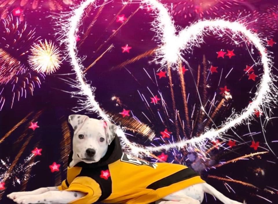 NaperHumane's tweet image. Twas the night before Christmas
And li'l Chief, the heart melter
Sits still waiting for a home
In a kennel alone at the shelter

Happy Paw-lidays! Call (630) 420-8989 to talk and set up and appointment after the holidays with this vivacious puppy :)