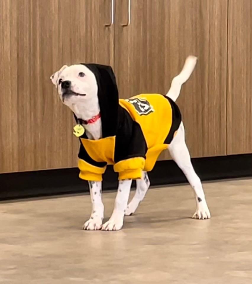 NaperHumane's tweet image. Twas the night before Christmas
And li'l Chief, the heart melter
Sits still waiting for a home
In a kennel alone at the shelter

Happy Paw-lidays! Call (630) 420-8989 to talk and set up and appointment after the holidays with this vivacious puppy :)