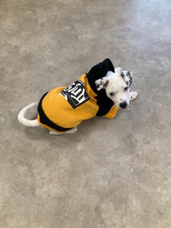 NaperHumane's tweet image. Twas the night before Christmas
And li'l Chief, the heart melter
Sits still waiting for a home
In a kennel alone at the shelter

Happy Paw-lidays! Call (630) 420-8989 to talk and set up and appointment after the holidays with this vivacious puppy :)